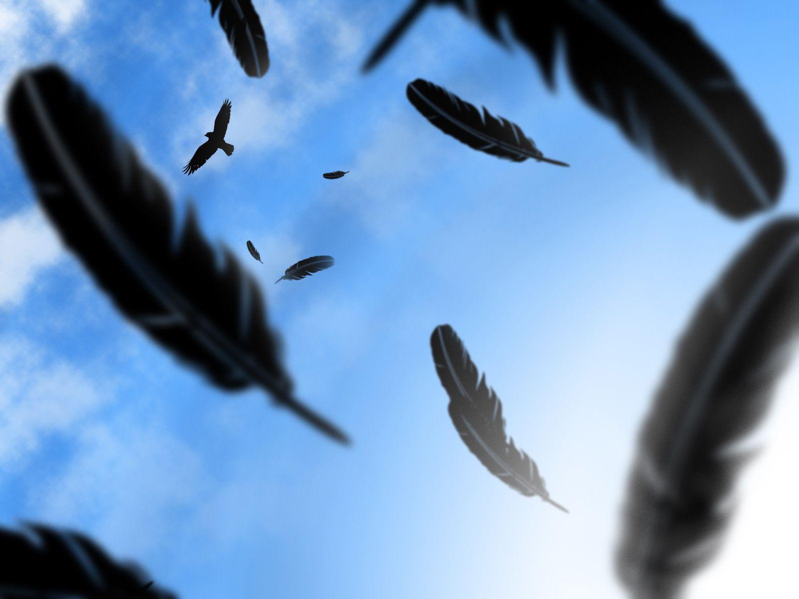 1600x1200 Crow Wallpaper and Background Imagex1200