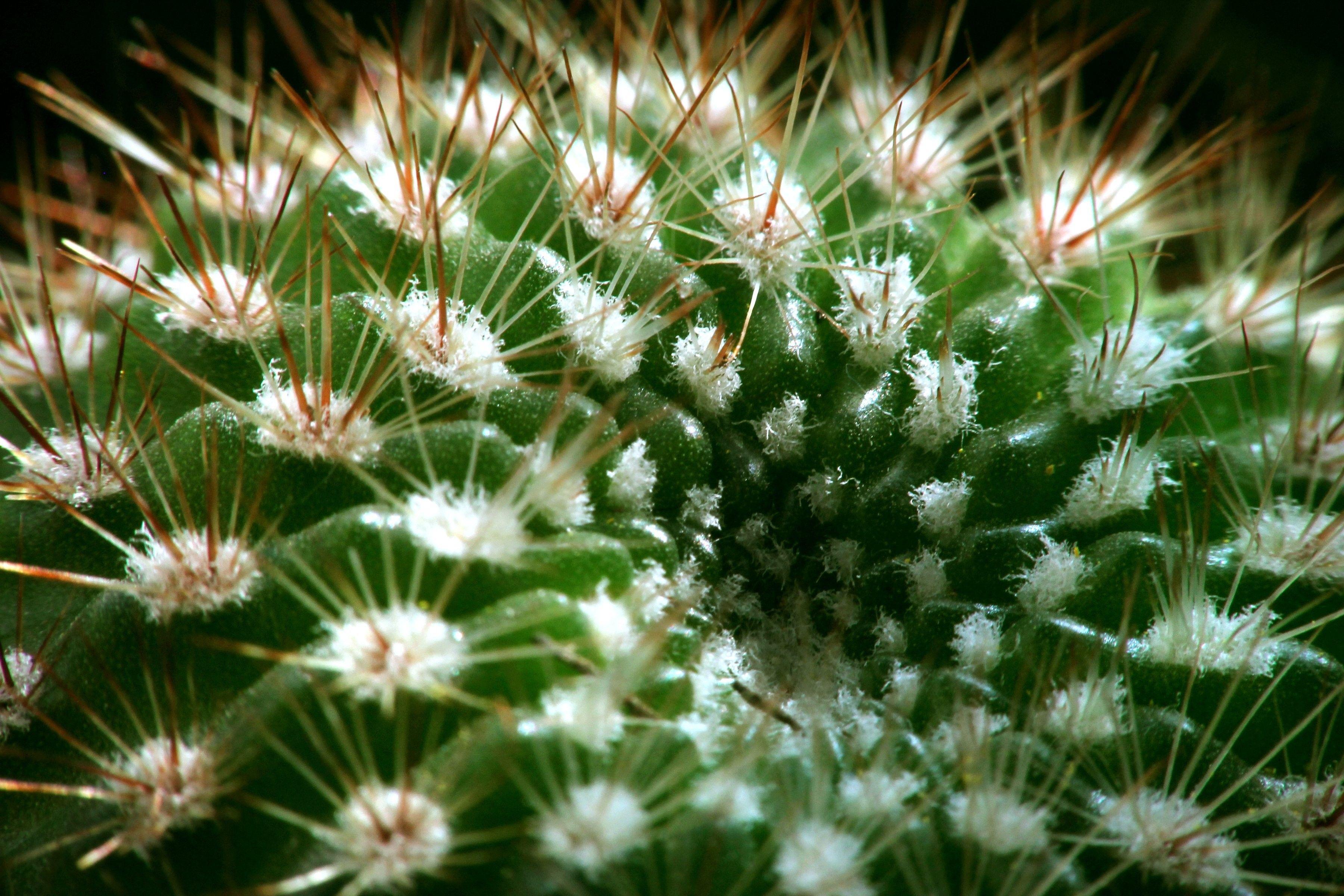 3600x2400 Cactus, Spines, Macro, HD Wallpaper, Succulent, Mobile, High