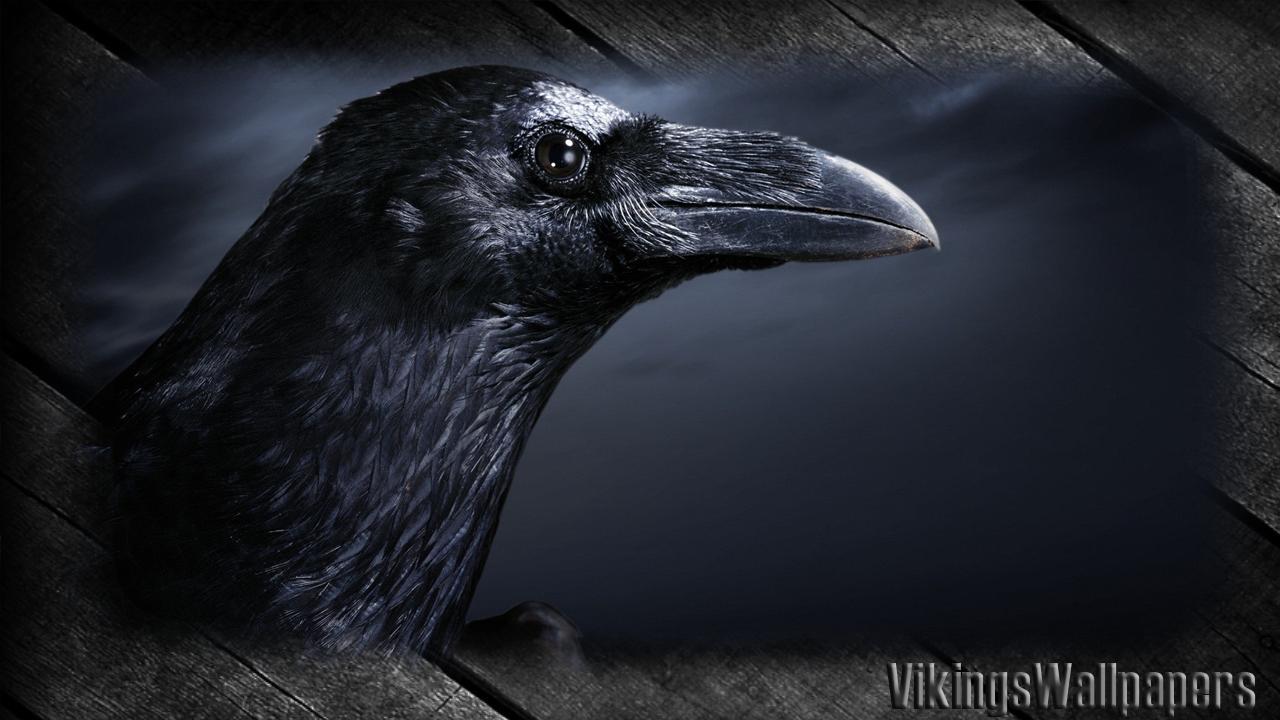 1280x720 Crow Wallpaper for Android