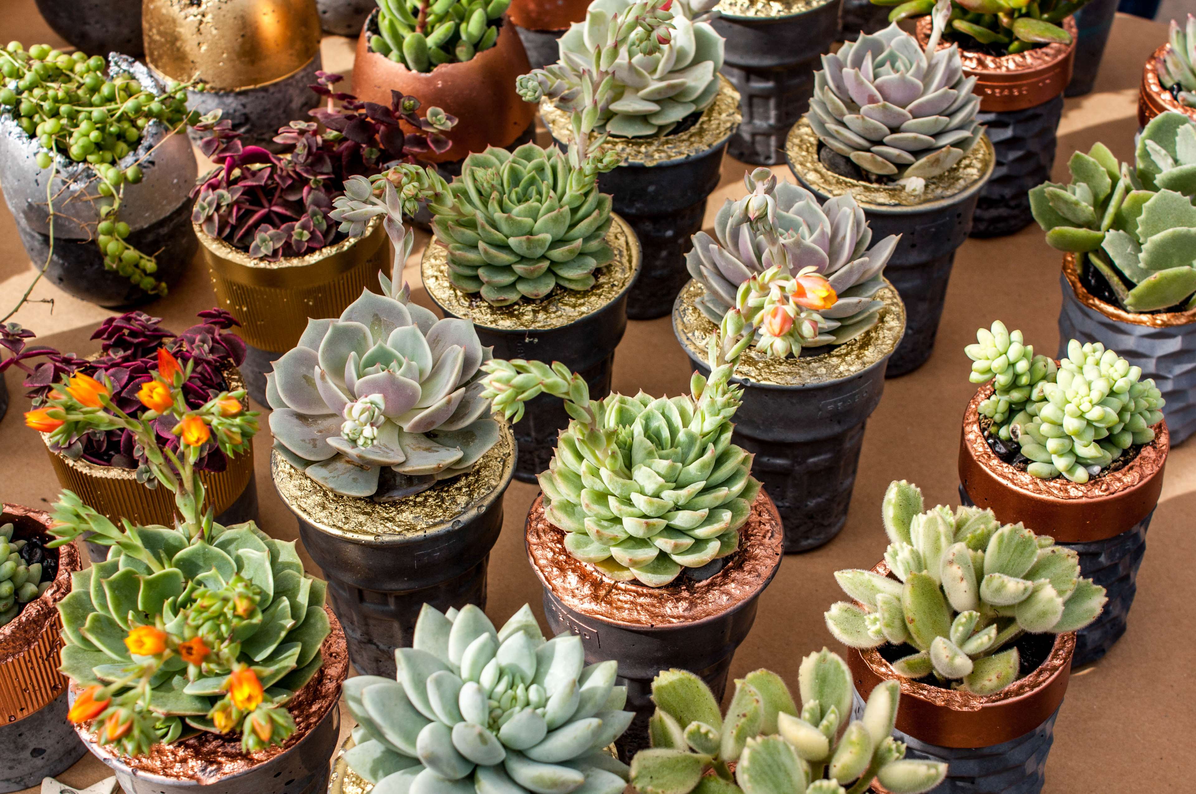 3840x2550 collection, succulent, succulent plants, succulents