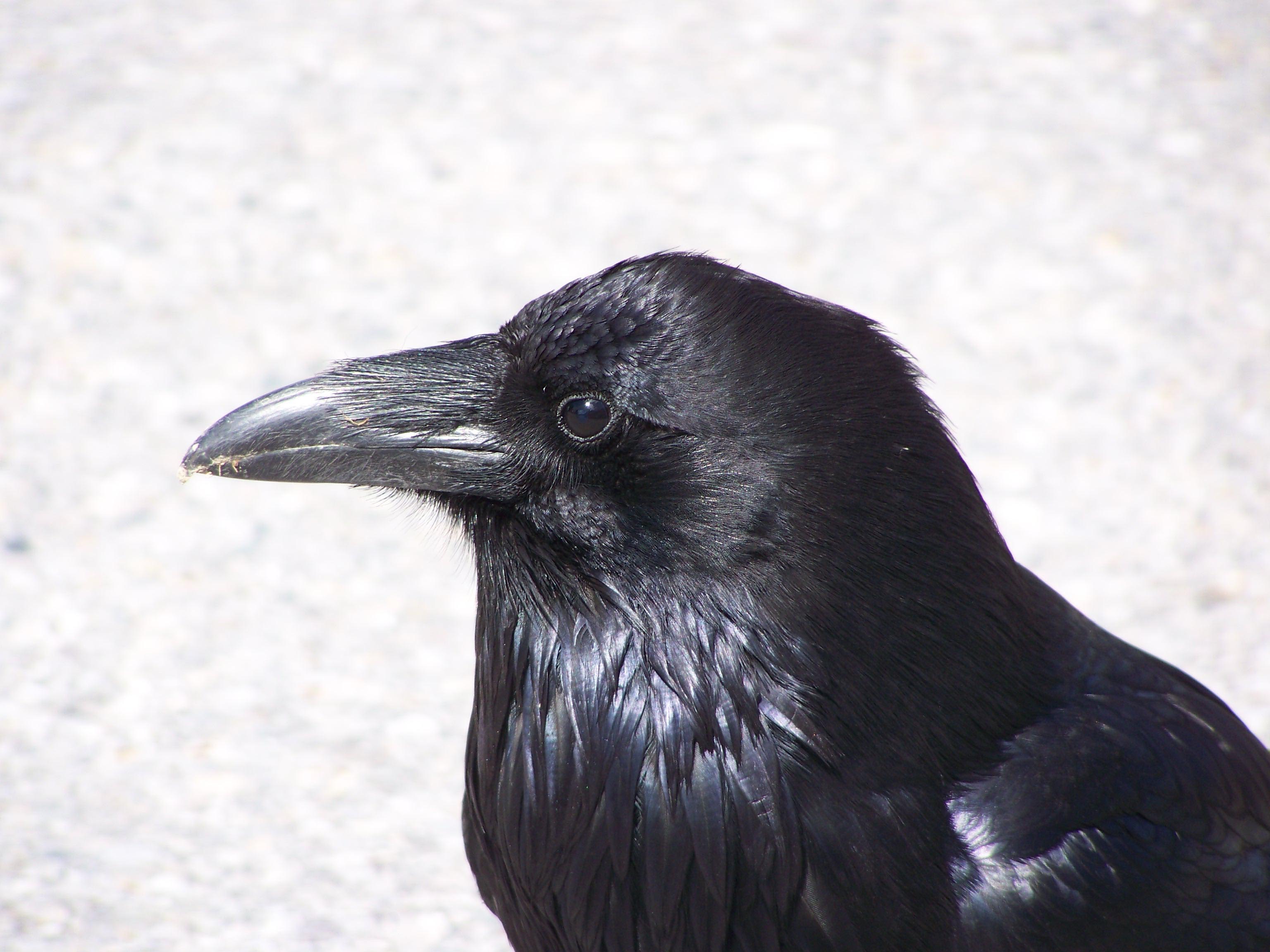 3072x2304 Crow HD Wallpaper and Background Image