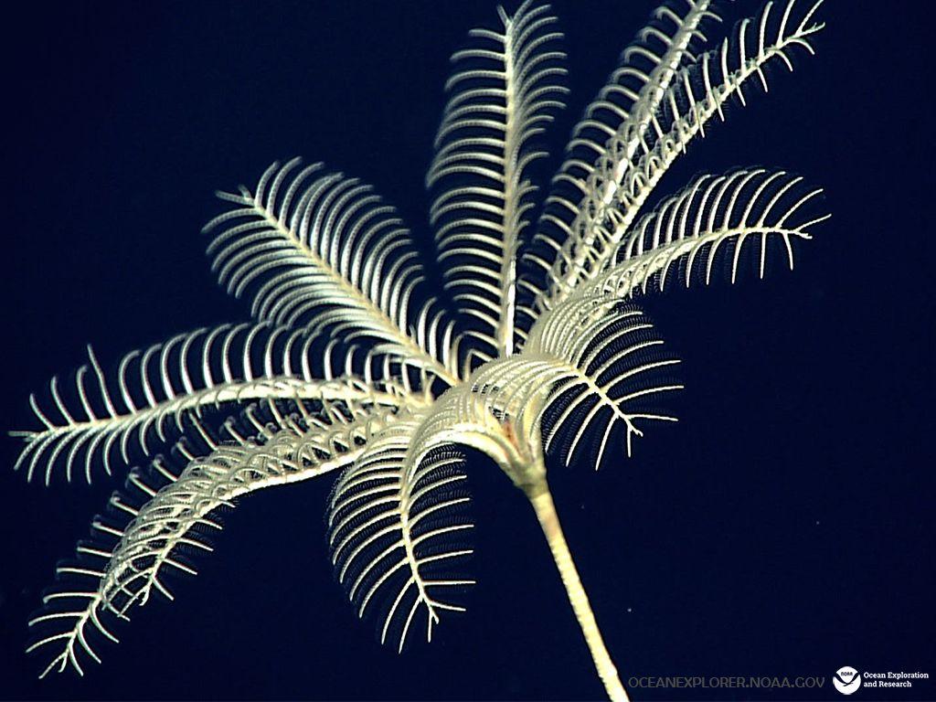 1024x768 NOAA Ocean Explorer: For Fun: Desktop Wallpaper