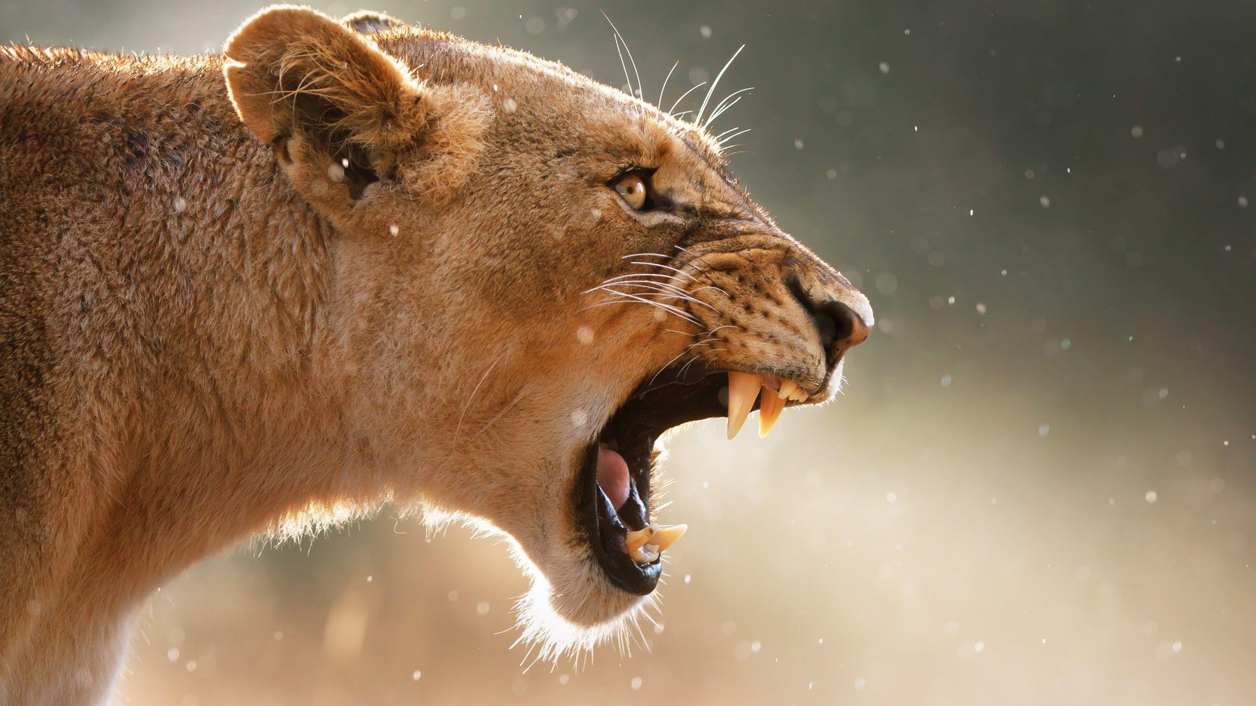 Lioness Wallpaper - Download to your mobile from PHONEKY