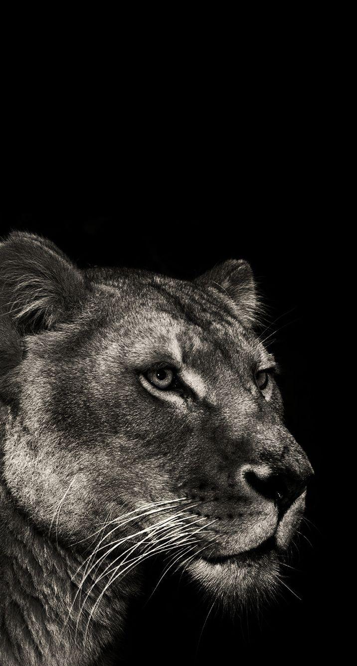 Lioness black and white HD wallpapers  Pxfuel