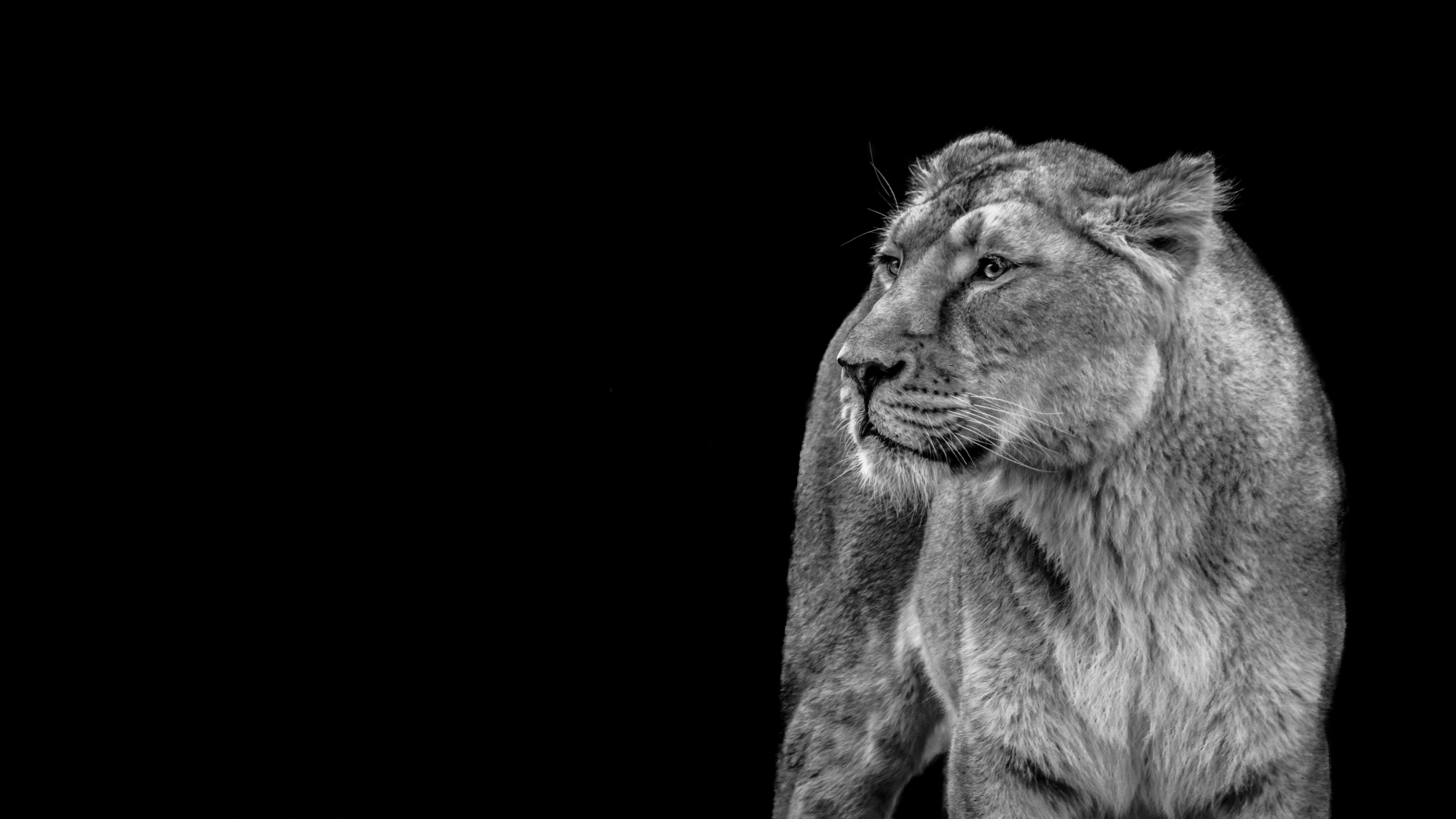500 Lioness Pictures  Download Free Images on Unsplash
