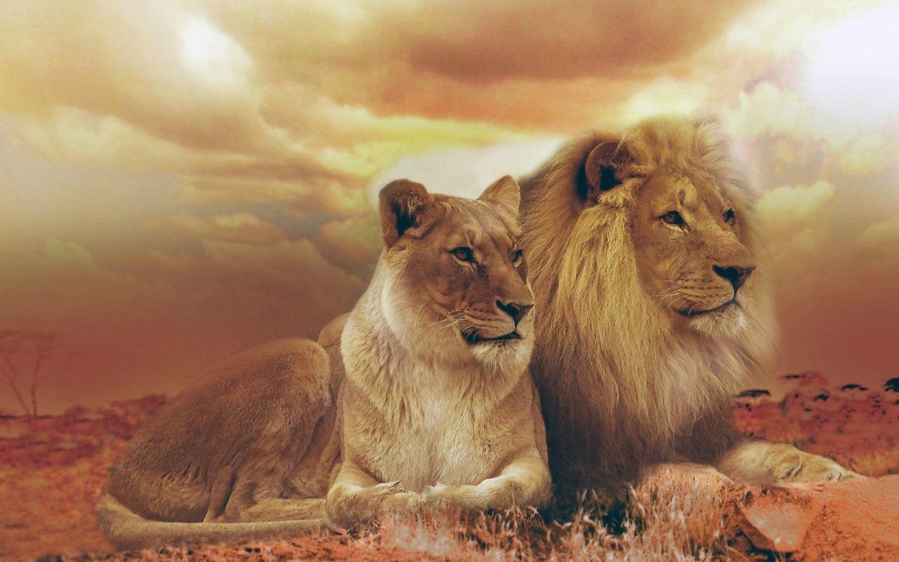 1280x800 Lion and Lioness 720P HD 4k Wallpaper, Image