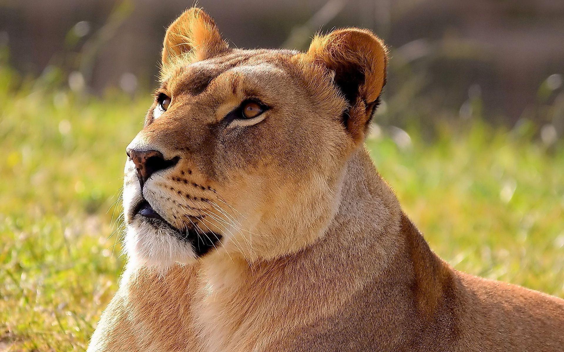 Lioness Wallpapers - Top Free Lioness Backgrounds - WallpaperAccess