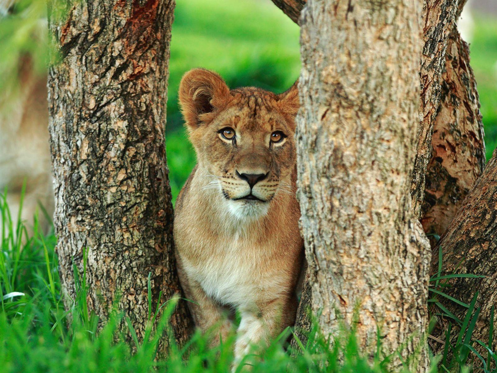 Lioness Wallpapers Top Free Lioness Backgrounds Wallpaperaccess 7457