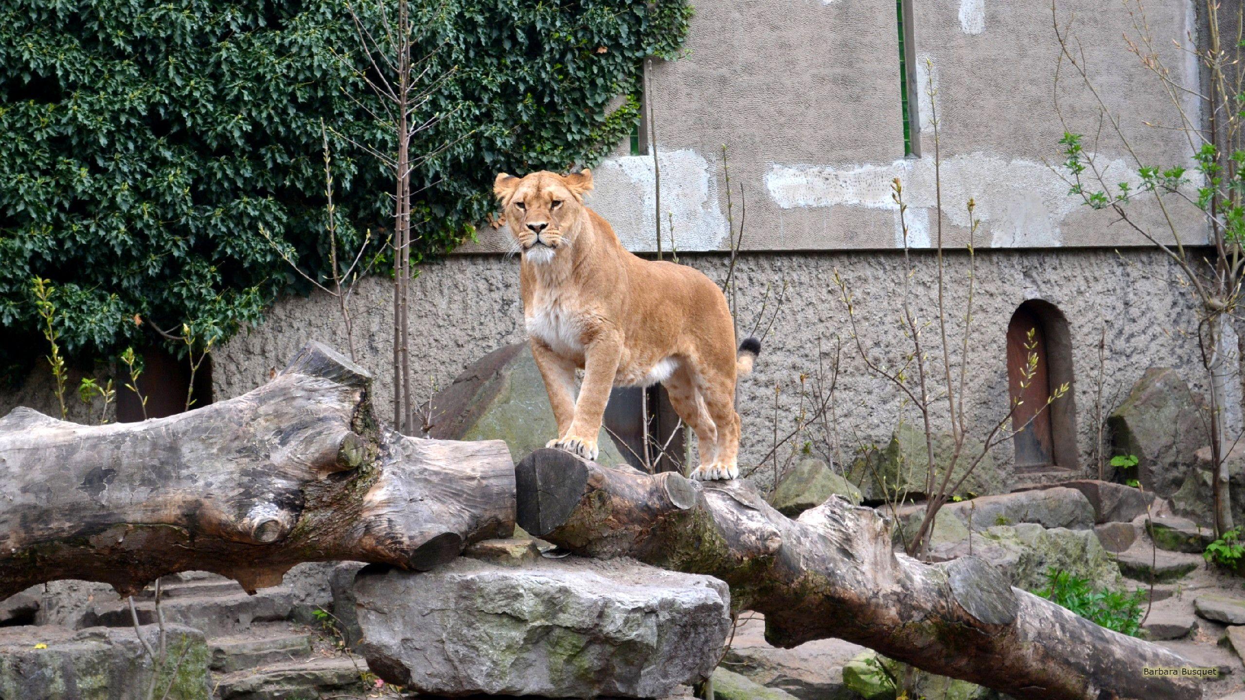 2560x1440 Lioness in zoo. Barbaras HD Wallpaper
