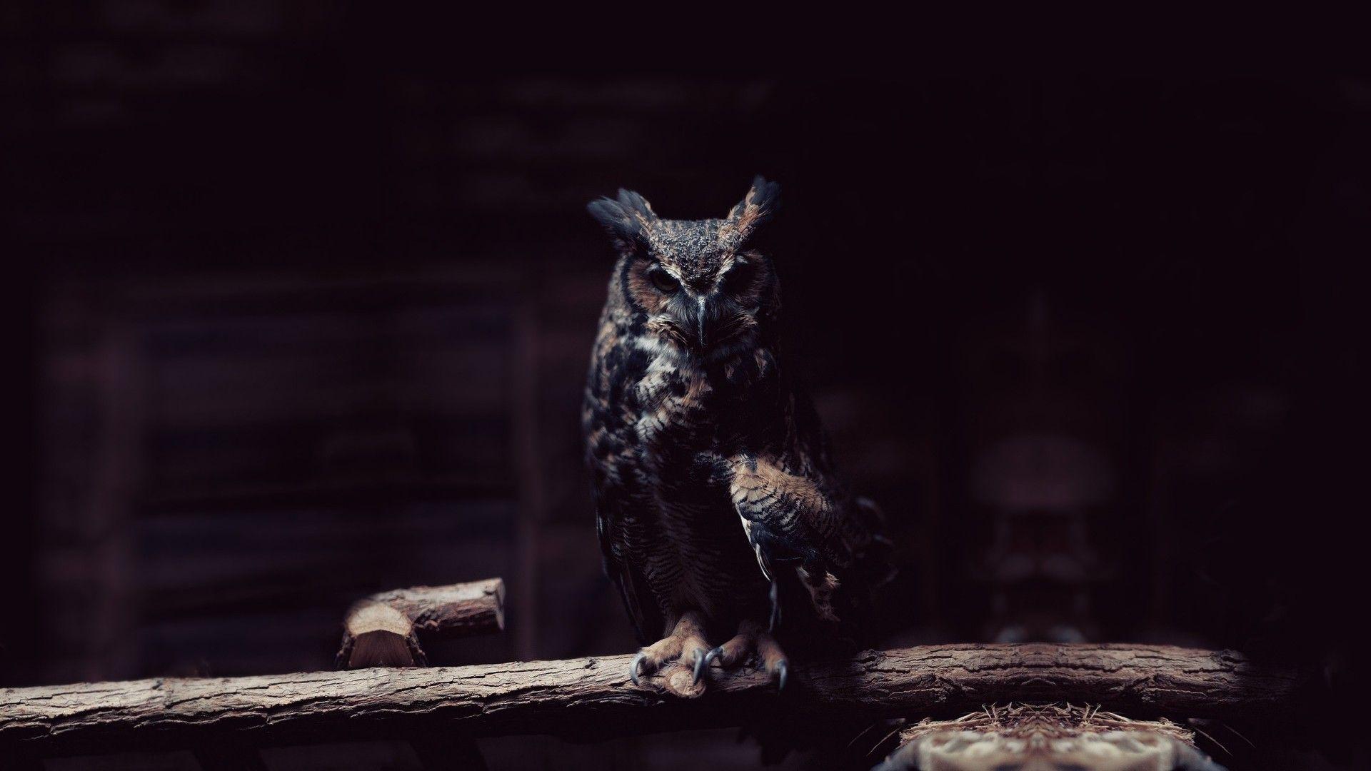 1920x1080 HD Owl hình nền