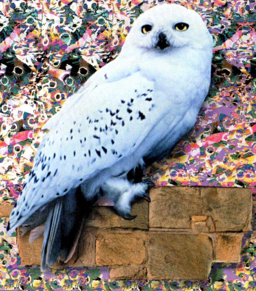 Harry Potter Hedwig Desktop Wallpapers on WallpaperDog