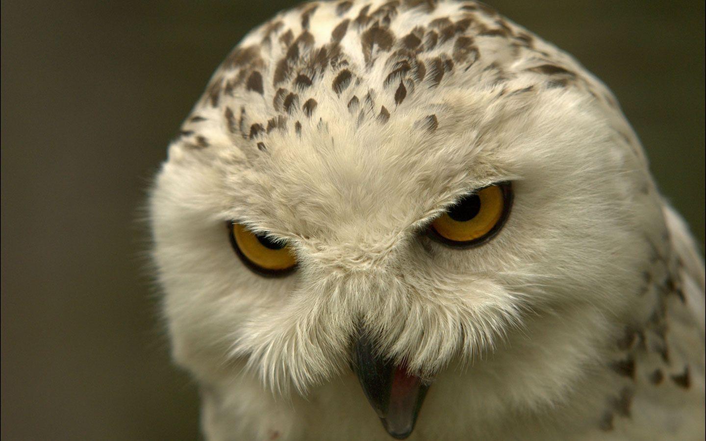 1440x900 I love this owl. Hoot ers. Owl wallpaper, Owl, Angry