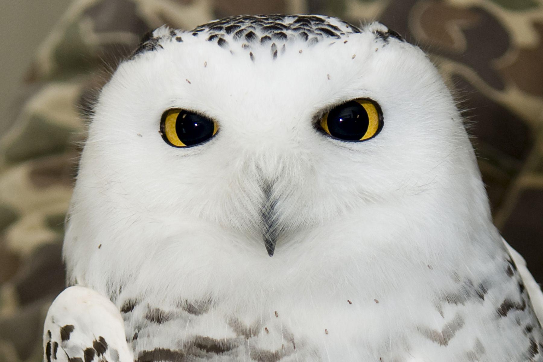 cuddly hedwig