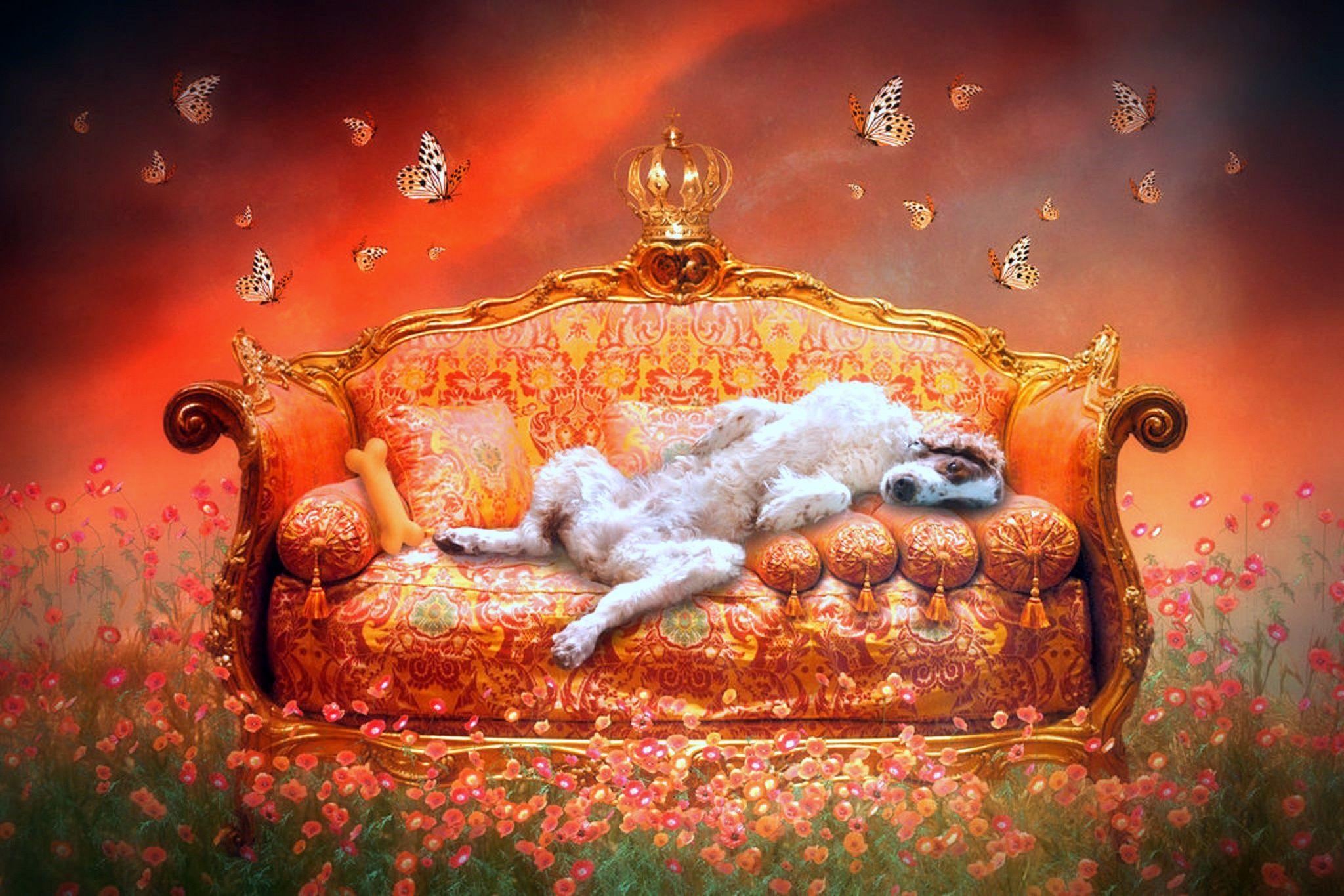 2048x1365 HXJ2424: Cute Sofa Background In High Quality,