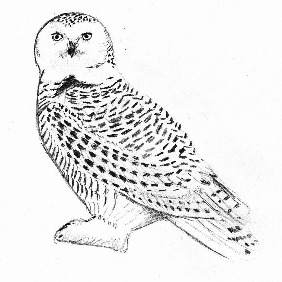 Hedwig wallpapers top free hedwig backgrounds wallpaperaccess