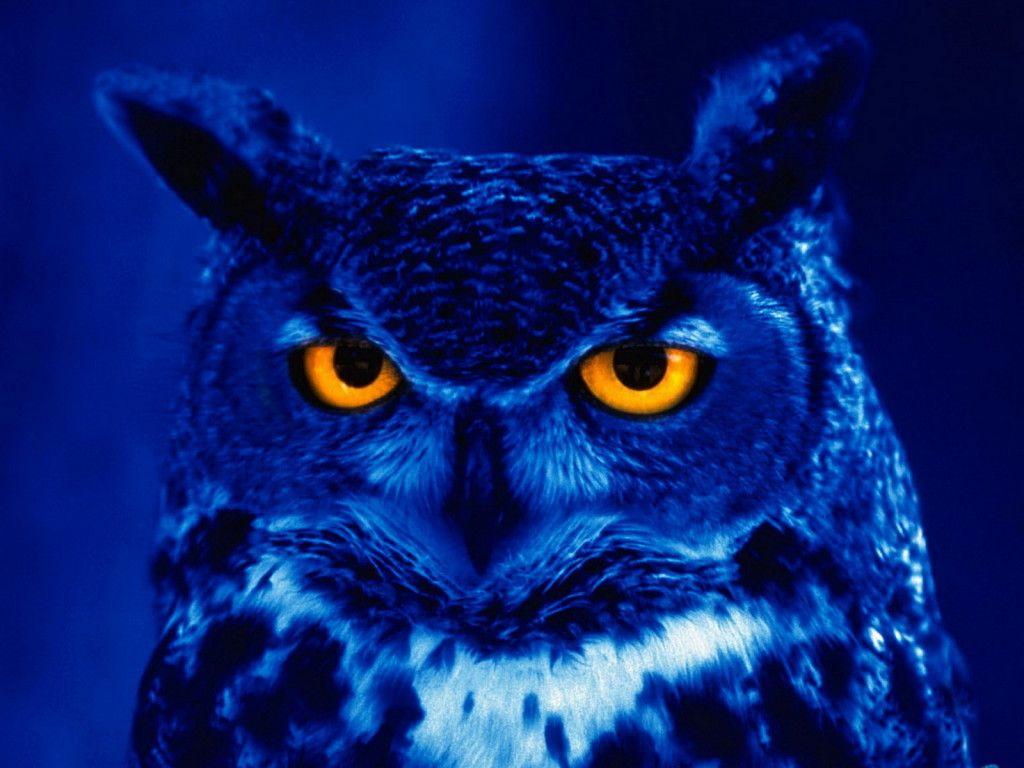 1024x768 Animals Background, 700959 Night Owl Wallpaper