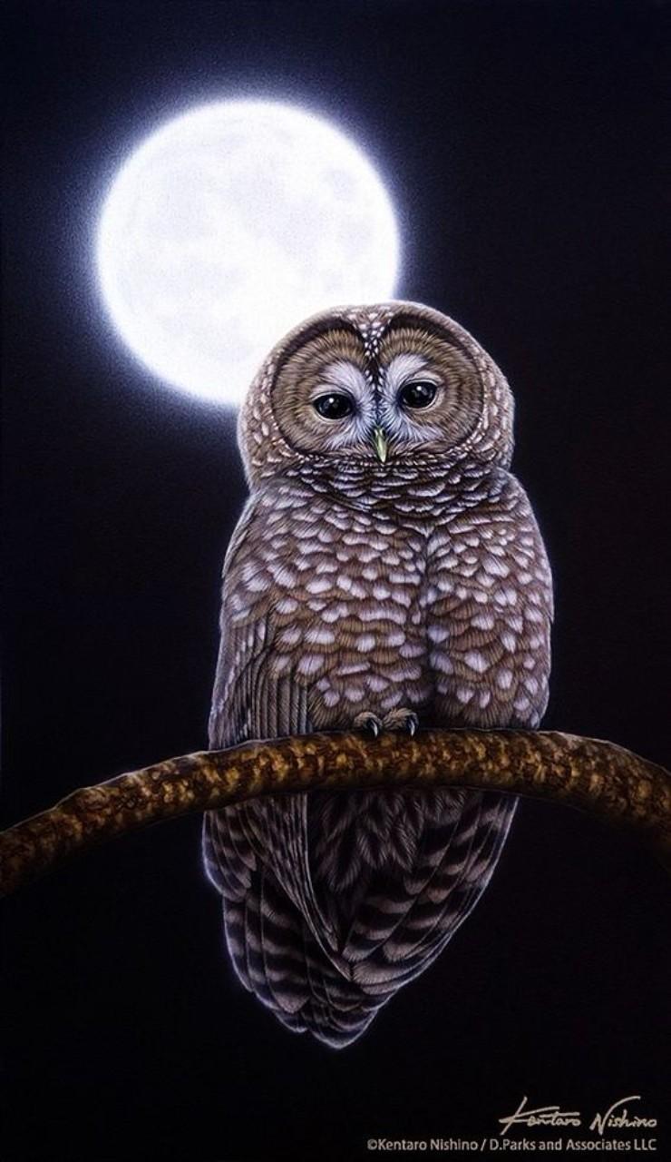 Night Owl Wallpapers - Top Free Night Owl Backgrounds - WallpaperAccess