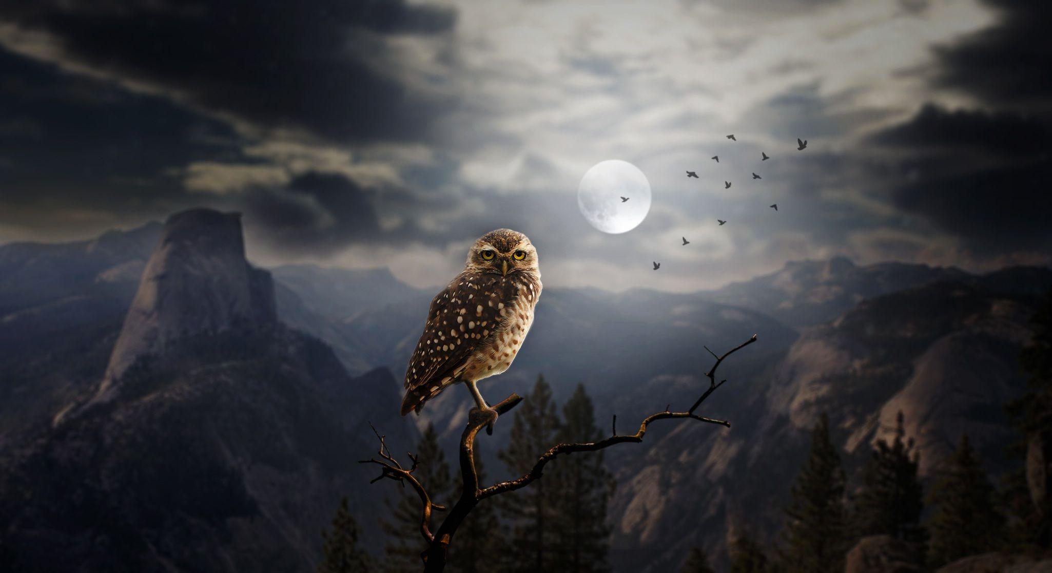 2050x1116 Owl HD Hình nền và Hình nền