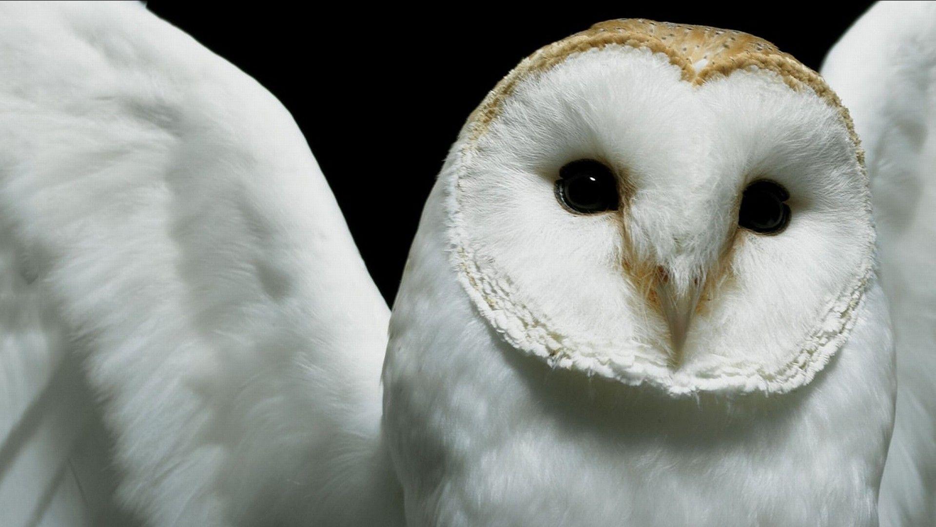 White Owl Wallpapers - Top Free White Owl Backgrounds - WallpaperAccess