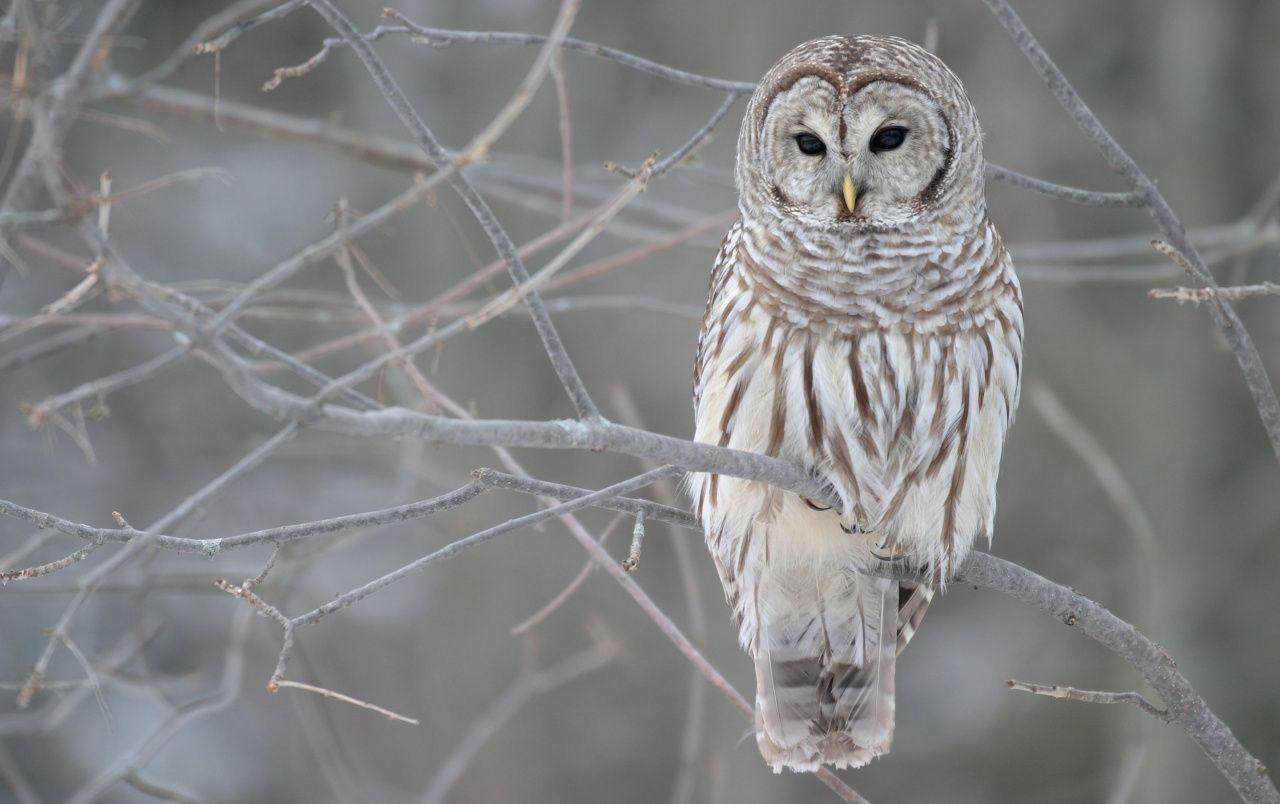 1280x804 White owl wallpaper. White owl