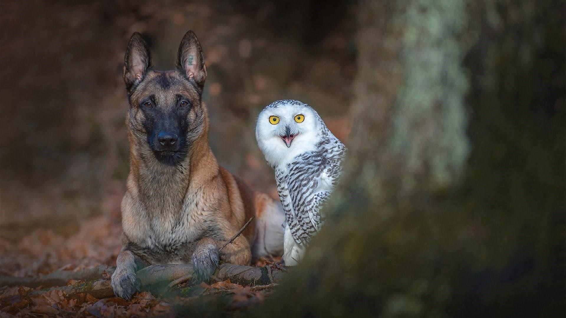 White Owl Wallpapers Top Free White Owl Backgrounds WallpaperAccess