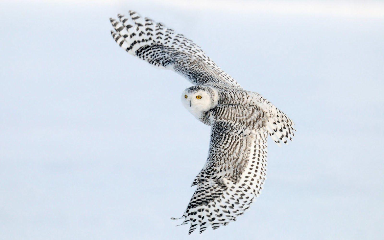 1600x1000 Wallpaper of a flying white owl. HD Animals Wallpaper