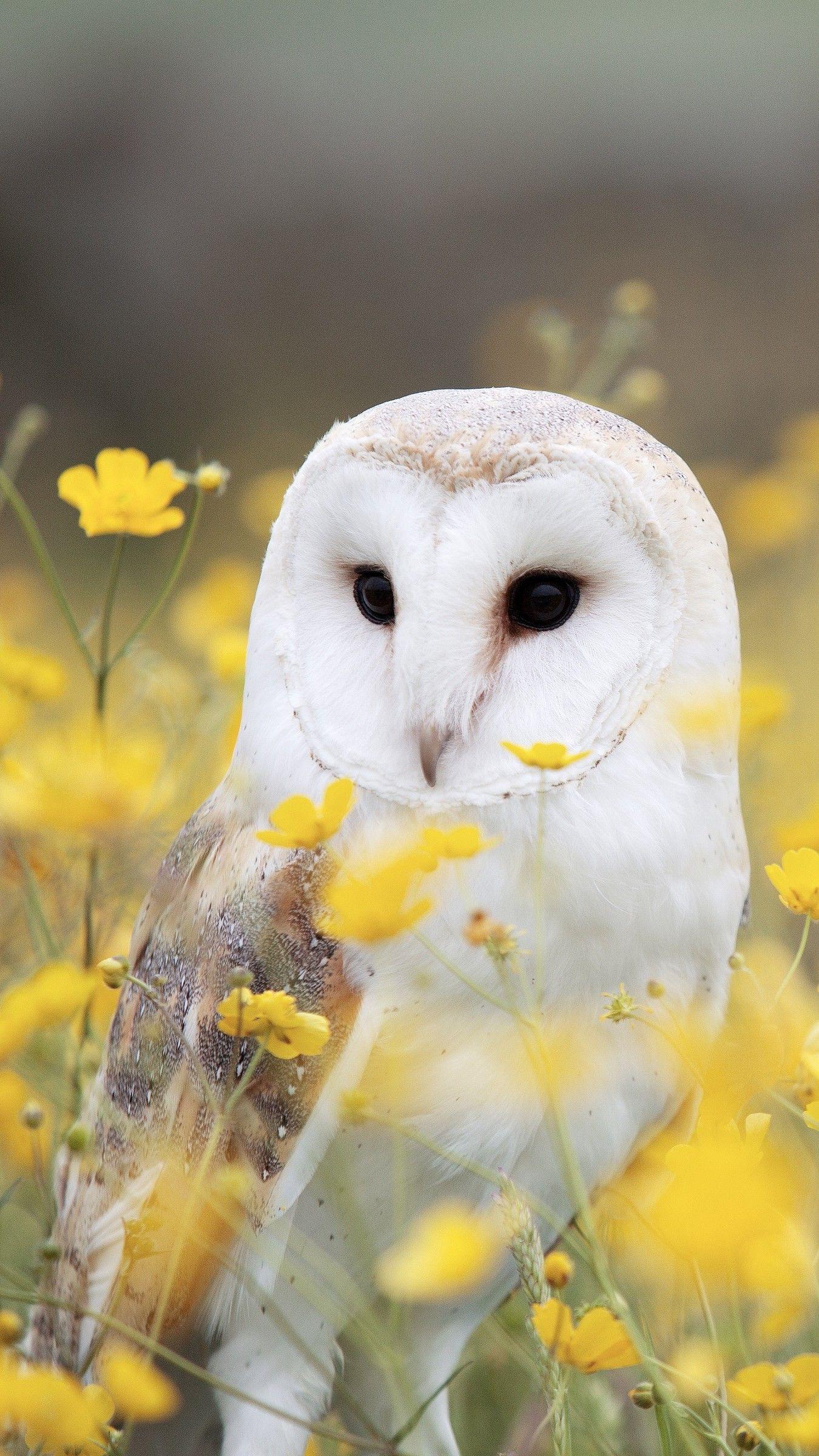 1350x2400 Owl iPhone Wallpaper