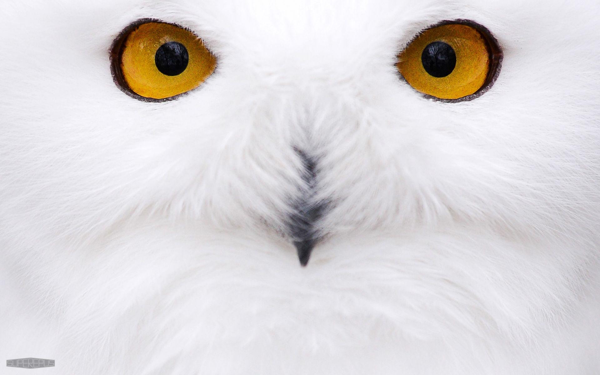 White Owl Wallpapers Top Free White Owl Backgrounds WallpaperAccess
