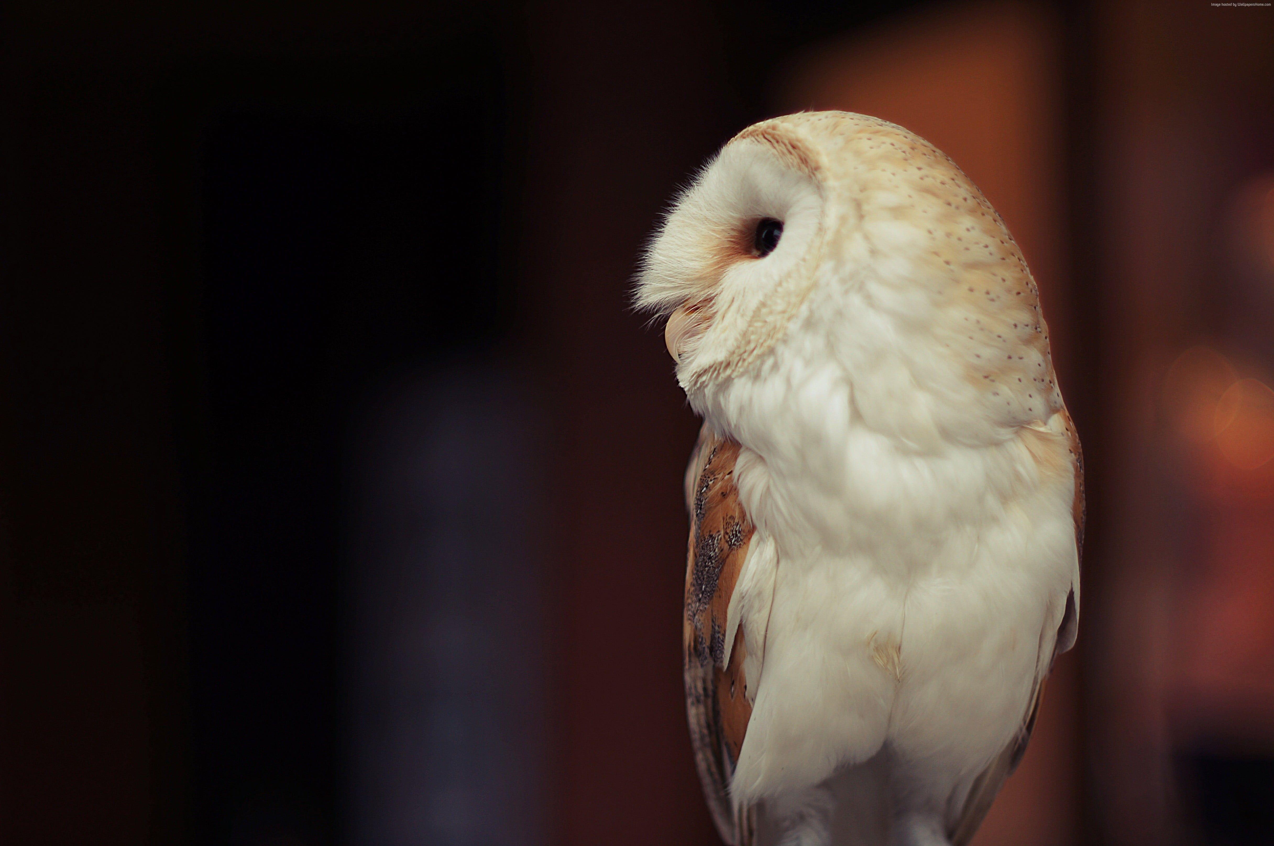 White Owl Wallpapers Top Free White Owl Backgrounds WallpaperAccess