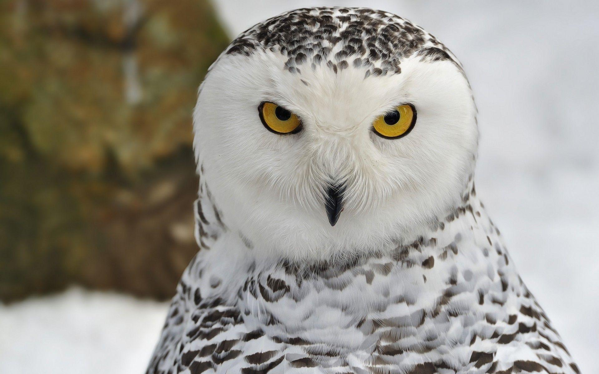 1920x1200 White Owl HD Wallpaper Picture Image HD Desktop Wallpaper
