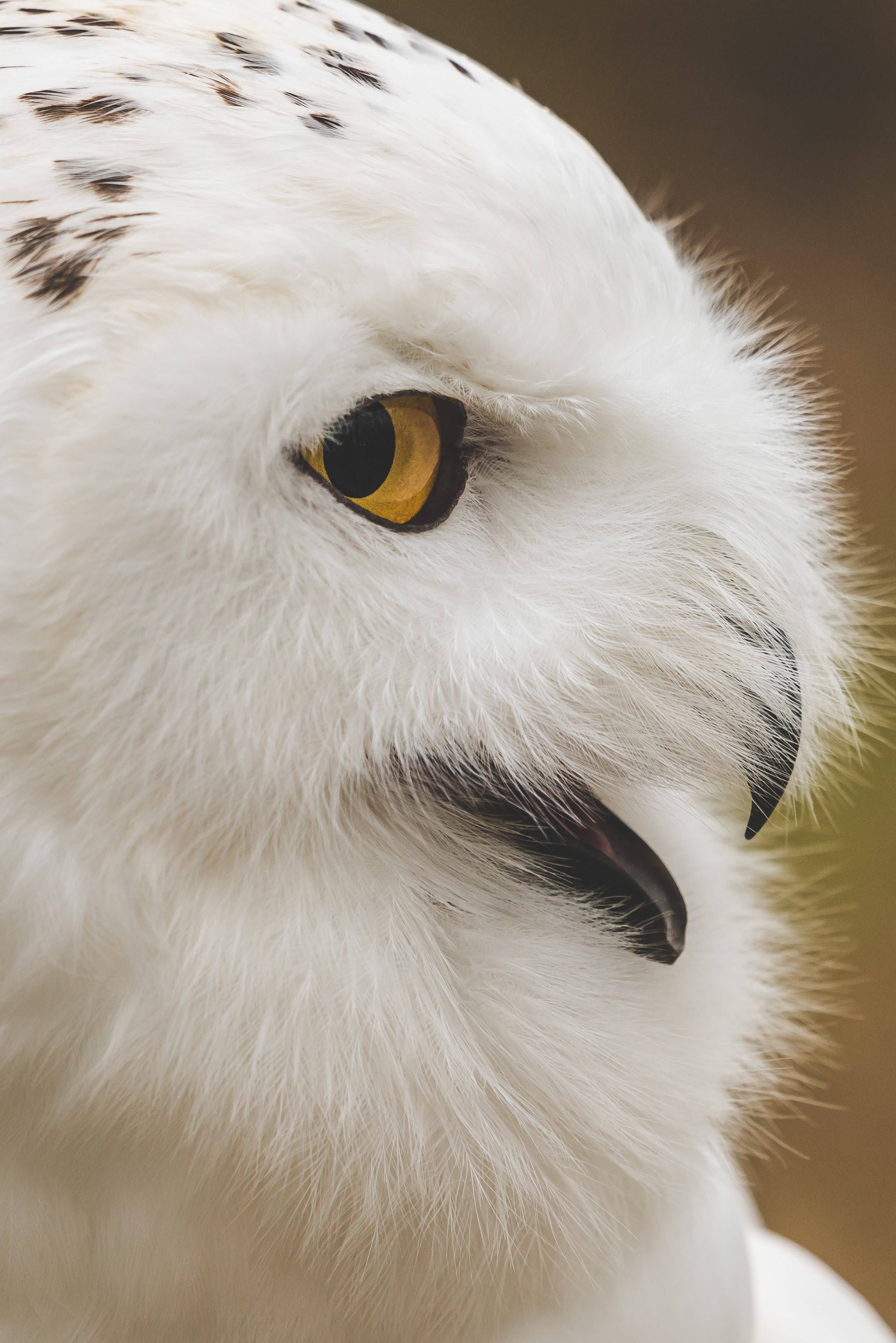 2476x3712 White Owl Wallpaper And Background Owls