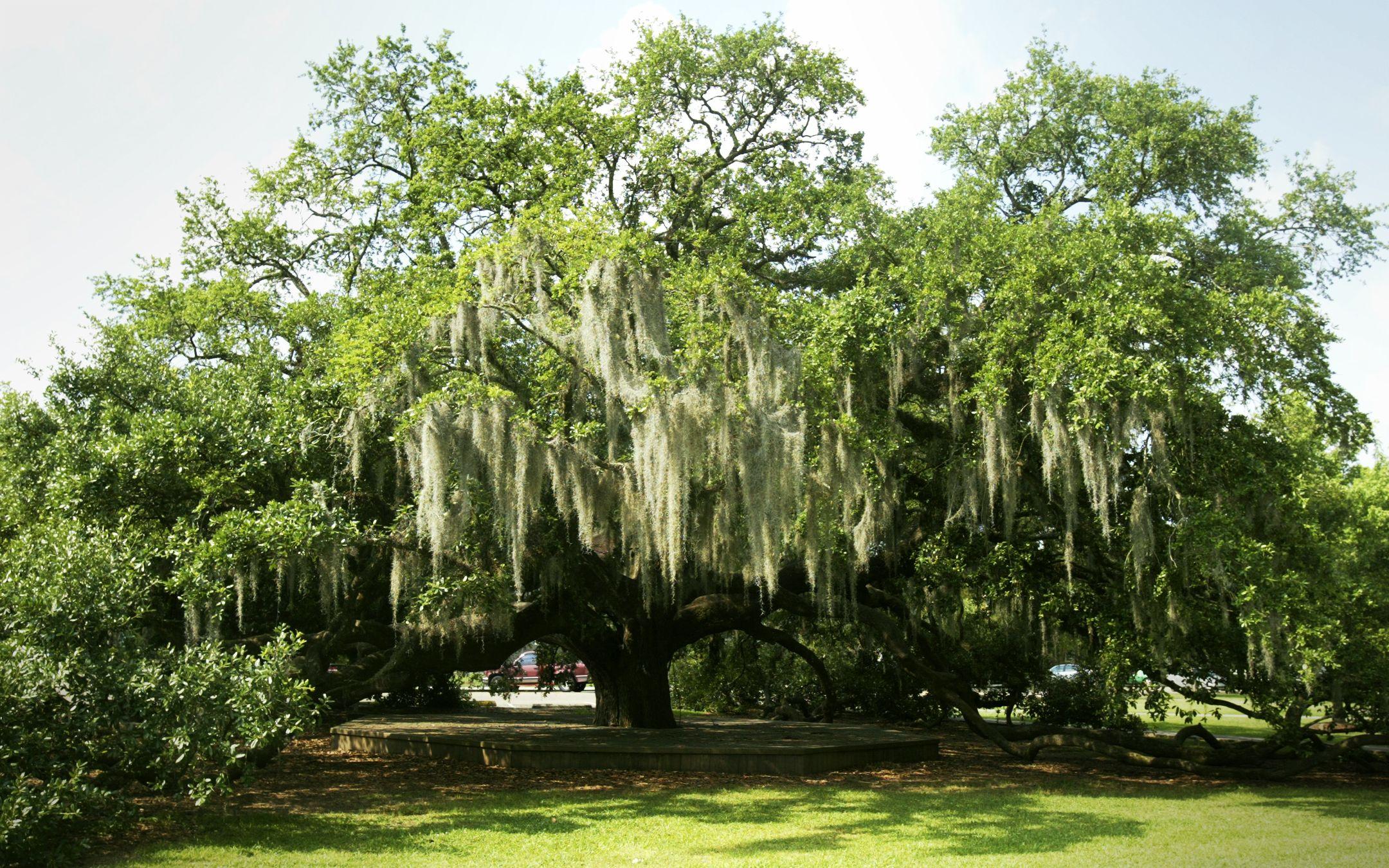 Louisiana Wallpapers - Top Free Louisiana Backgrounds - WallpaperAccess