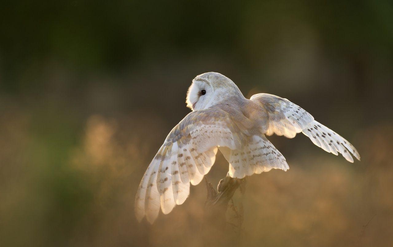 1280x804 White Owl wallpaper. White Owl