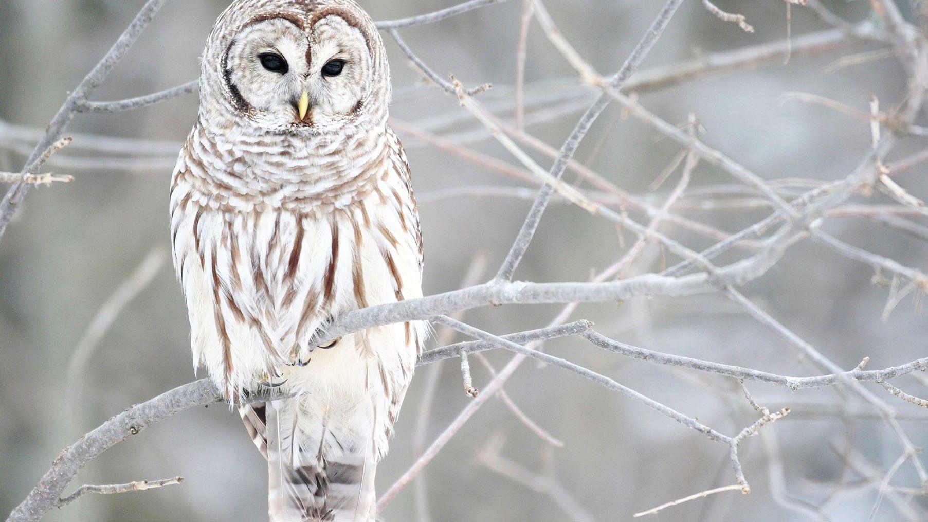 1805x1015 White, Owl, HD Animal Wallpaper, Pet Love, Amazing Pets