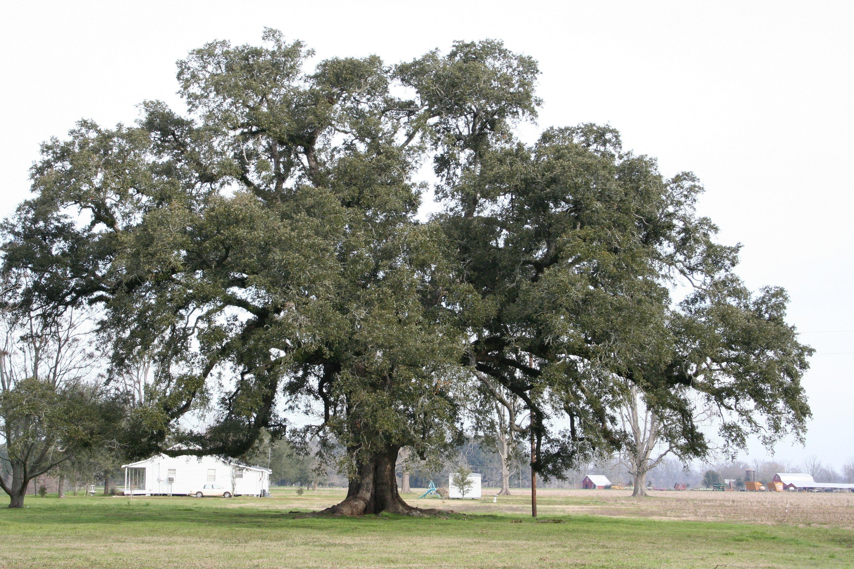 3456x2304 Free of live oak, louisiana, tree