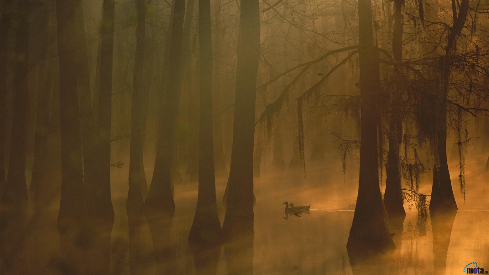 Louisiana Wallpapers - Top Free Louisiana Backgrounds - WallpaperAccess