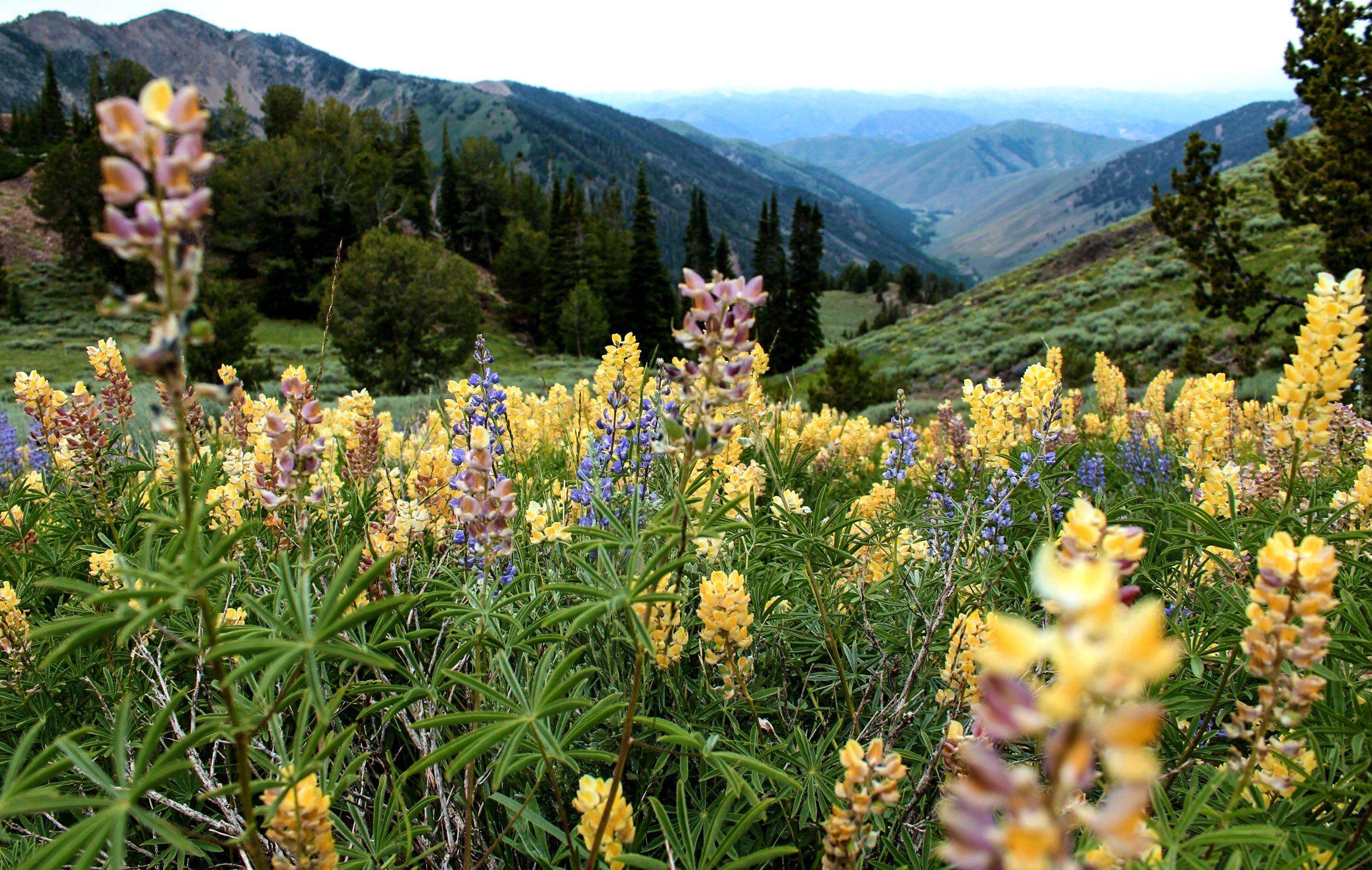 2300x1458 Flowery Landscape in Sun Valley Idaho HD wallpaper