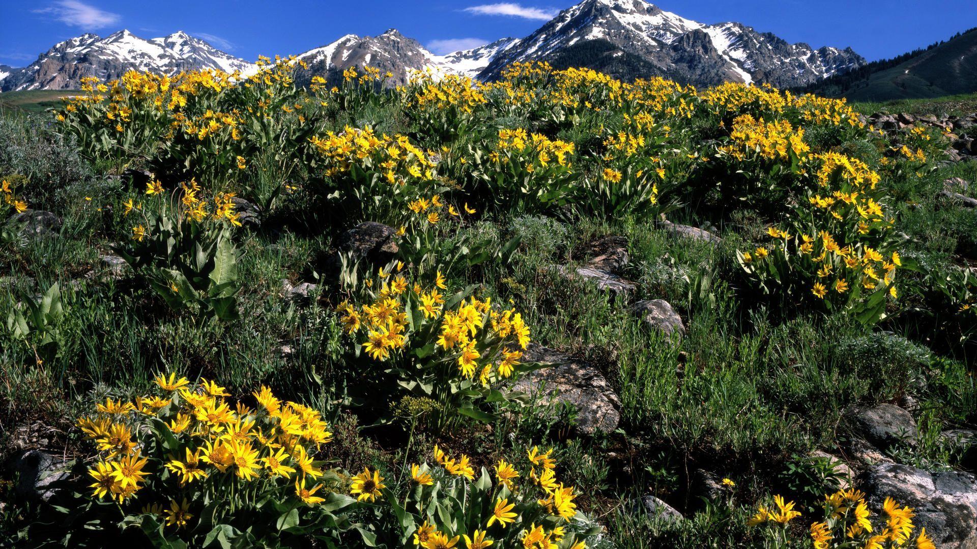 1920x1080 Nature balsamroot arrowleaf boulder idaho wallpaper mountain