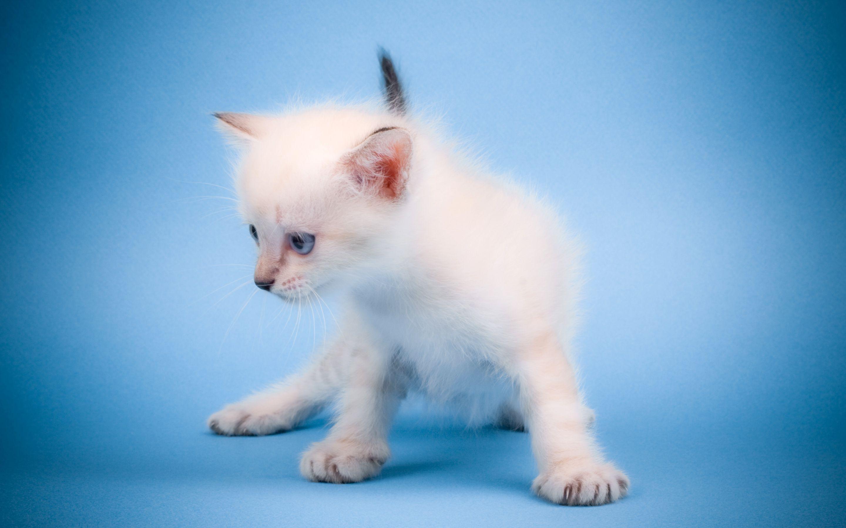 2880x1800 Cute Mew Mew Cat Wallpaper
