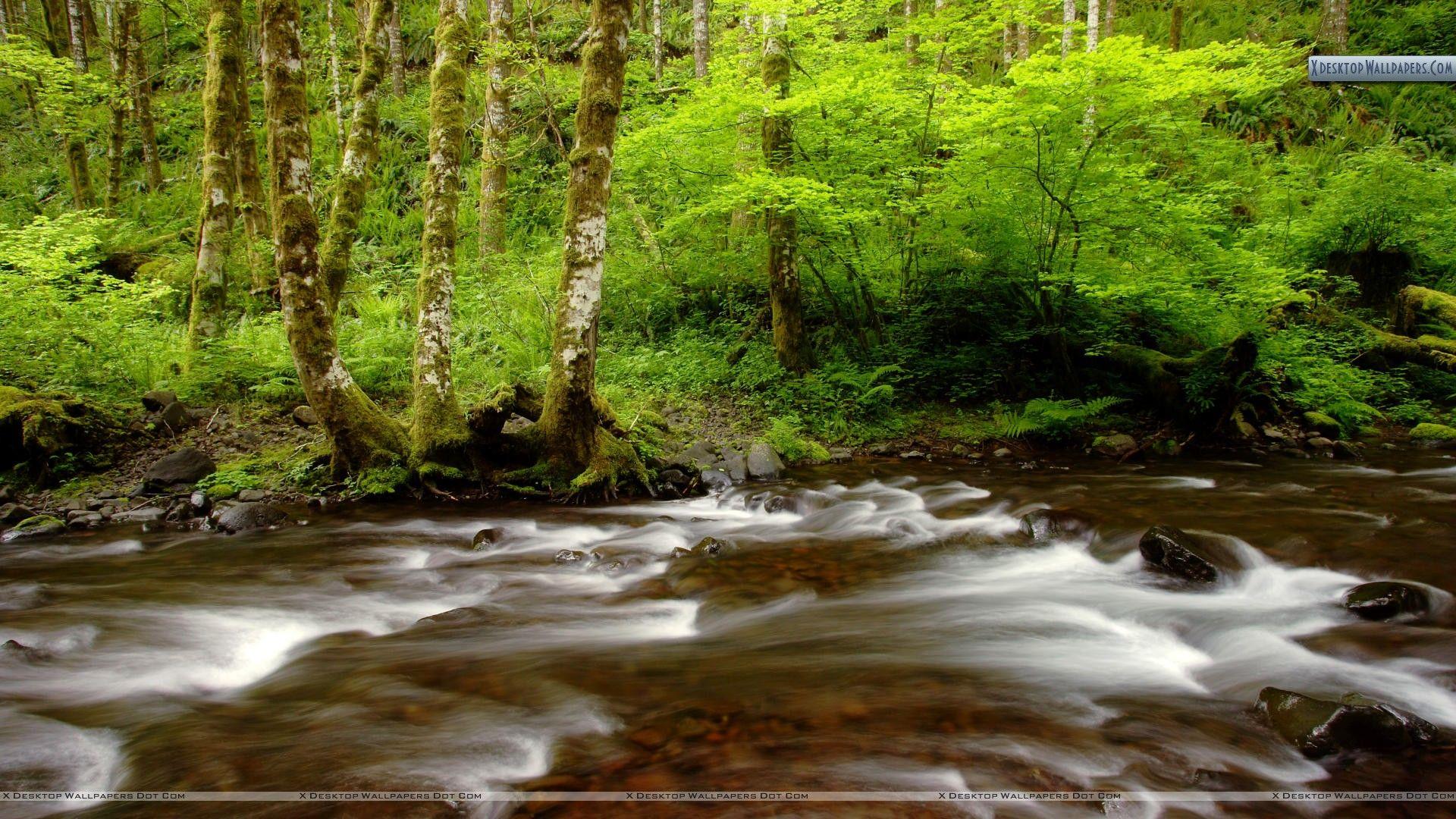 1920x1080 Gales Creek, Tillamook State Forest, Oregon Wallpaper