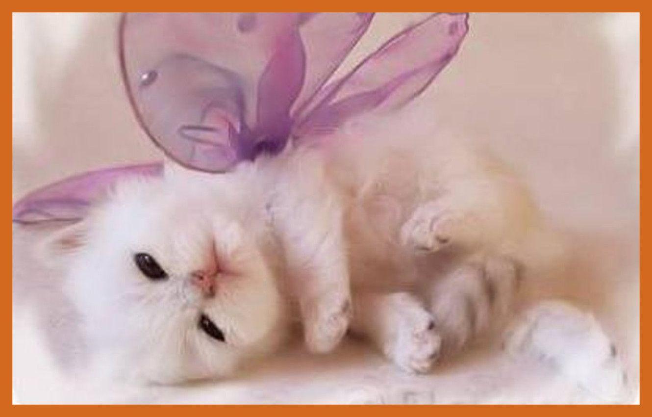 1330x850 Appealing Cute Mew Cat Animals Picture Of Baby Live Wallpaper