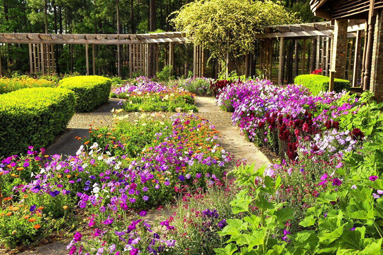 1280x852 Desktop Wallpaper USA Sandel Louisiana Nature Gardens Petunia