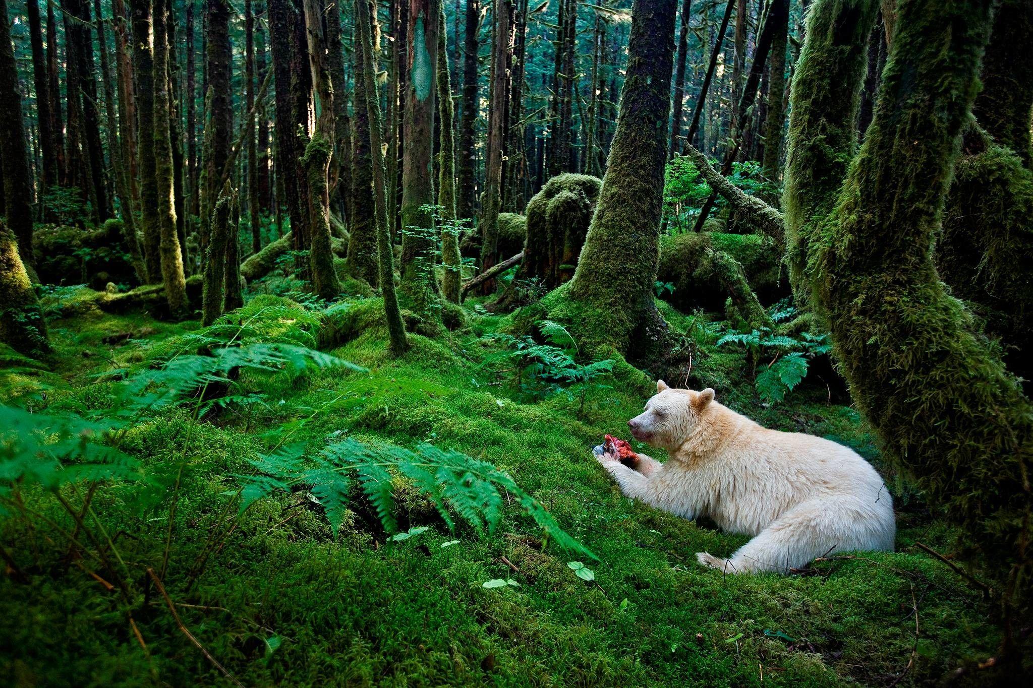 2048x1365 Rainforest Wallpaper