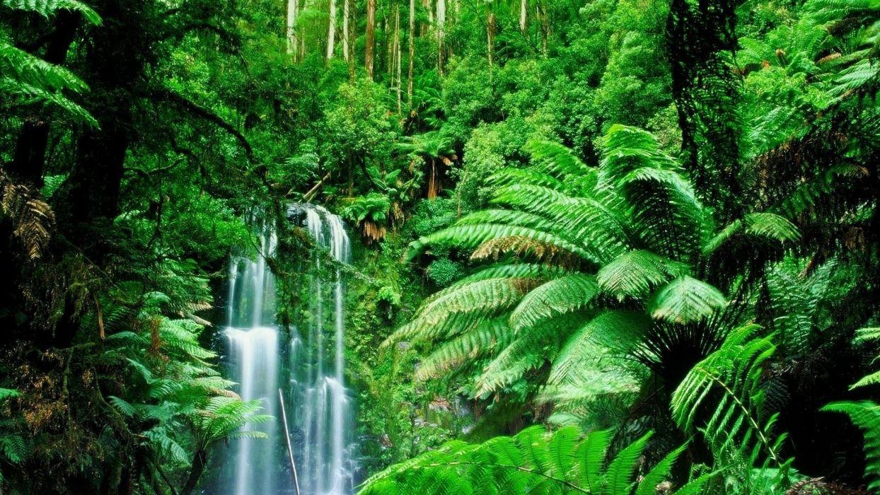Hình nền  Thác nước thiên nhiên đường màu xanh lá rừng nhiệt đới Rừng  nhiệt đới Thực vật Rừng cây môi trường sống môi trường tự nhiên Hệ  sinh thái Rừng