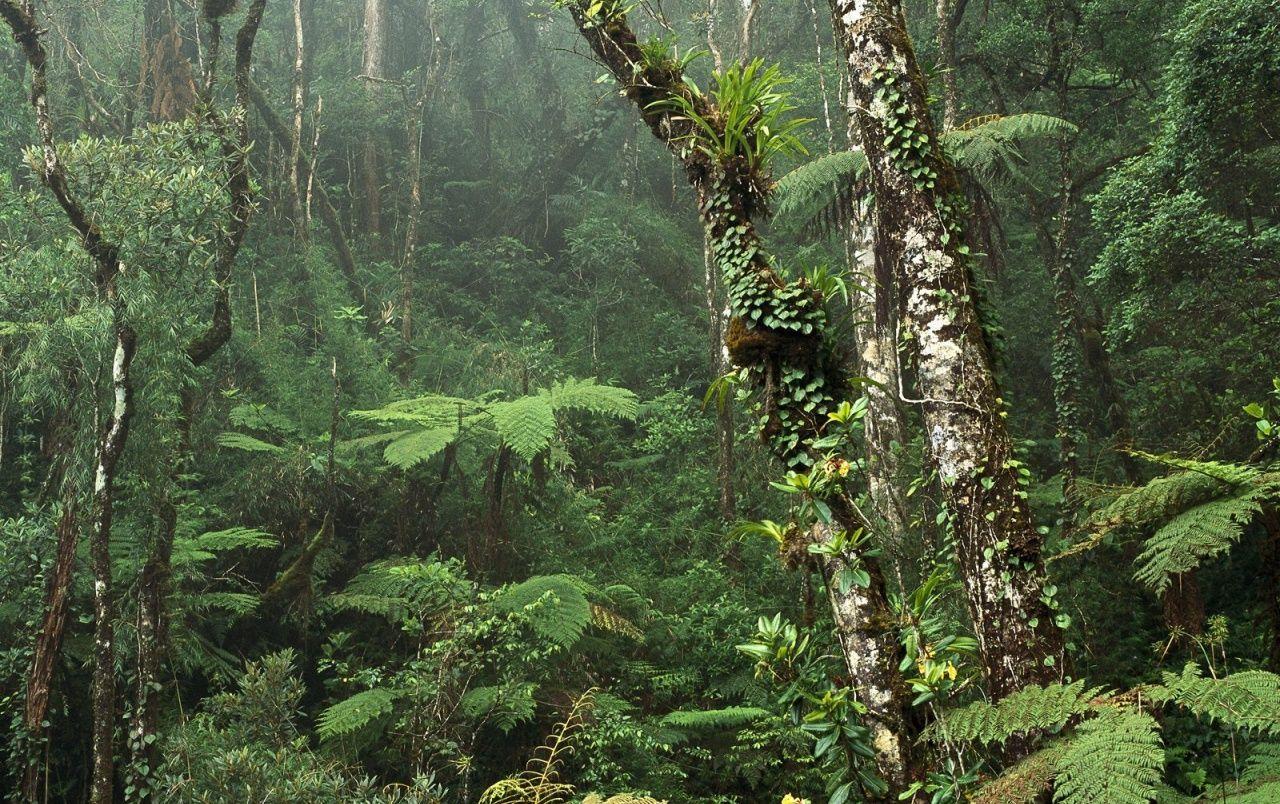 1280x804 Montane Rainforest wallpaper. Montane Rainforest