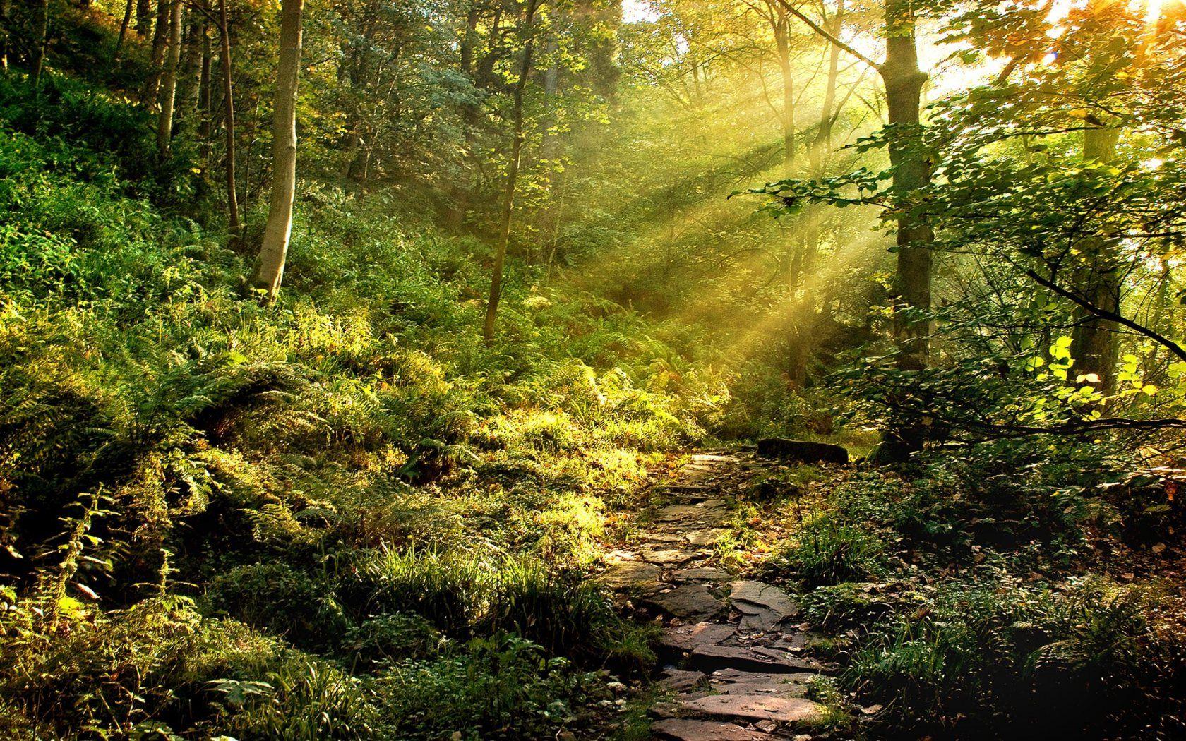 1680x1050 Rain Forest Wallpaper #YN5326C (1680x1050). Wallperio.com™