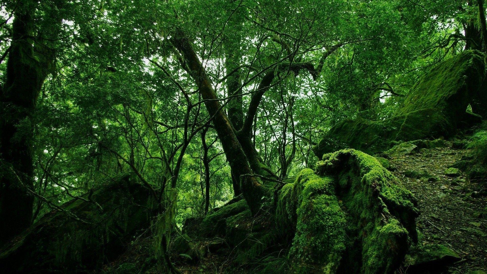 1920x1080 1920x1080 forest tropical forest nature trees