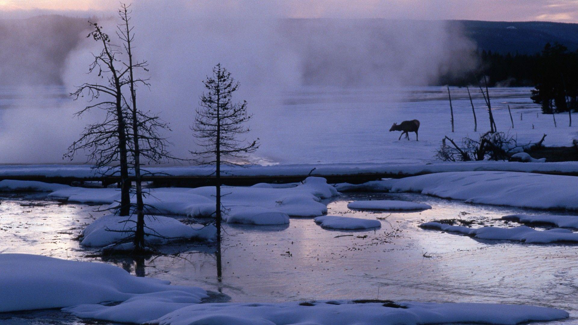 1920x1080 wyoming yellowstone elk national park 1920x1080 wallpaper