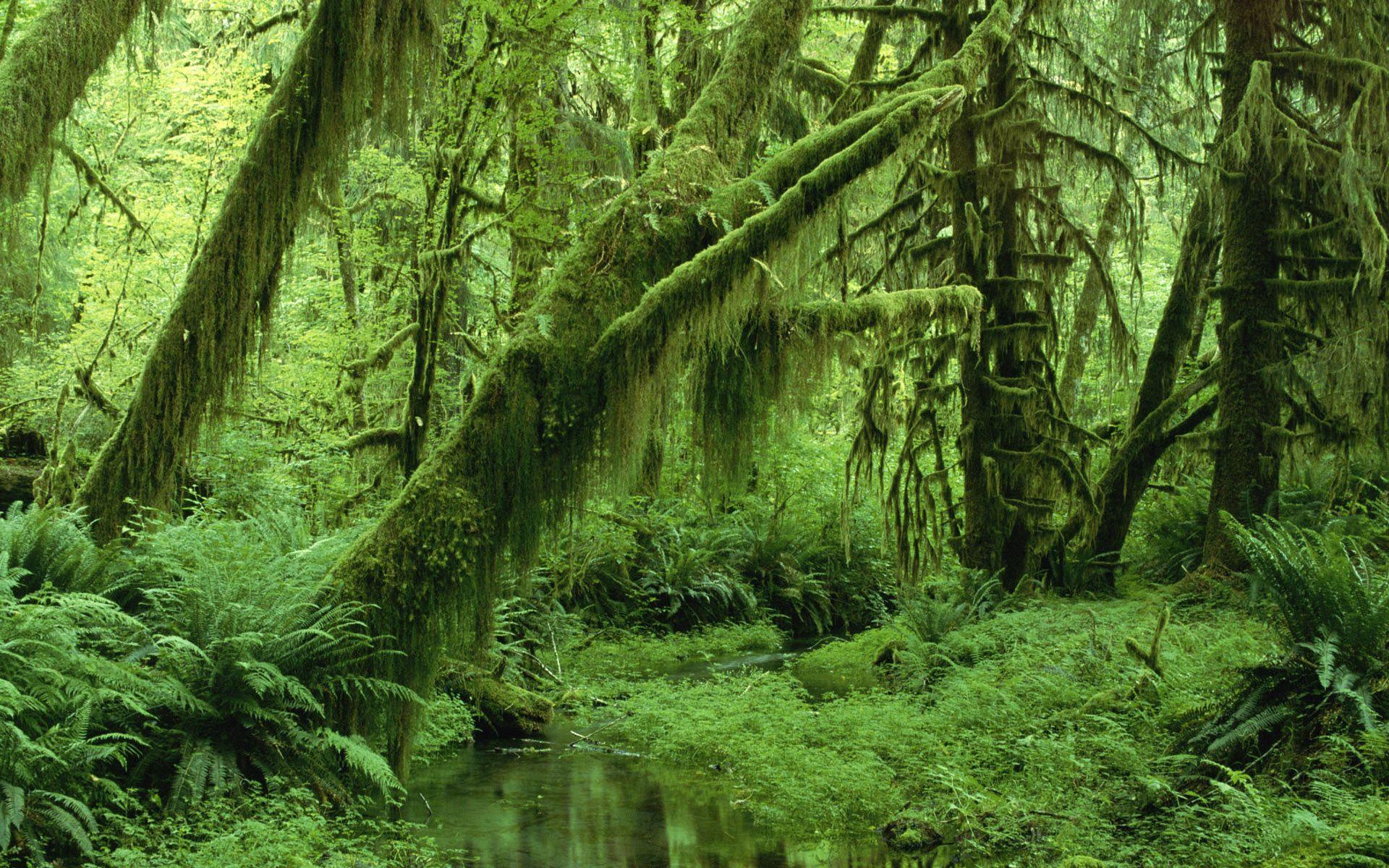1920x1200 Tropical Forest Wallpaper Wallpaper 1920x1200