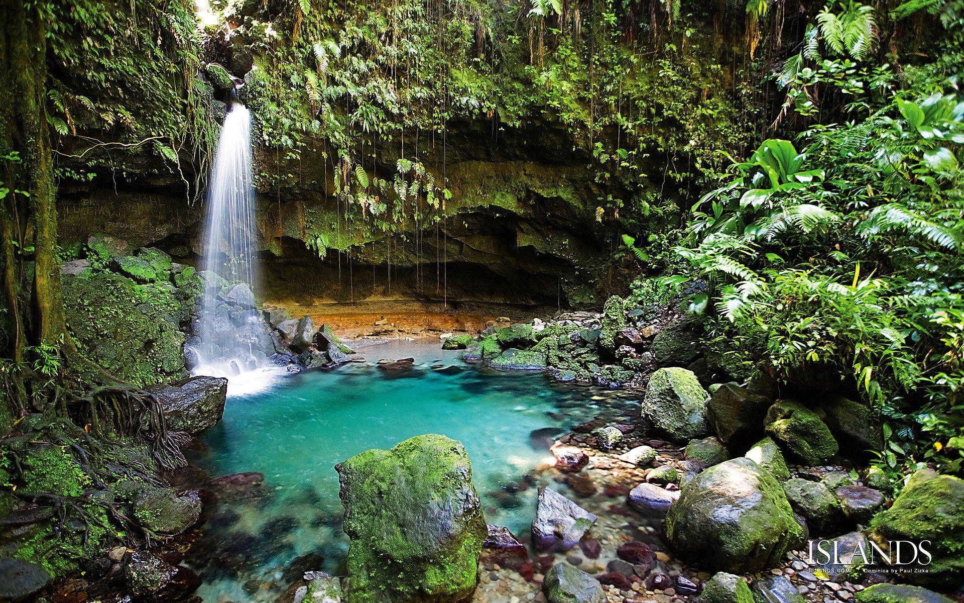 1920x1200 Rainforest Wallpaper
